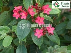 Jetropha (ජෙට්‍රොබා)