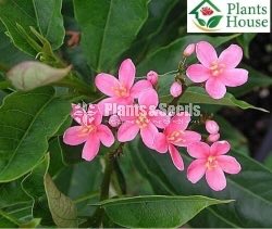 Jetropha (ජෙට්‍රොබා)