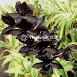 Cycnoches Orchid catasetum ju