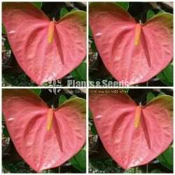 Rosayiro Anthurium