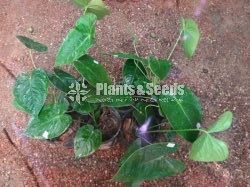 Rosayiro Anthurium
