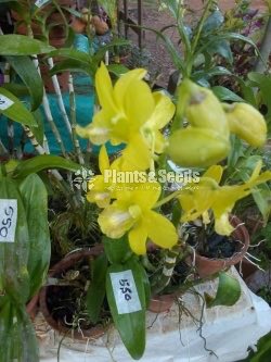 Orchids Collection with Flowers