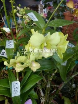 Orchids Collection with Flowers