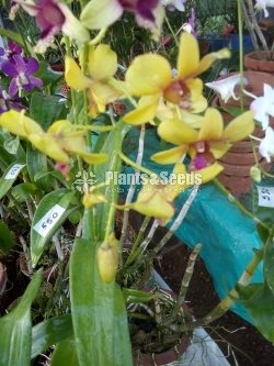 Orchids Collection with Flowers