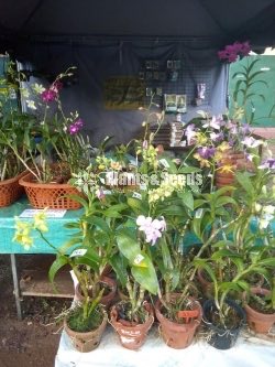 Orchids Collection with Flowers
