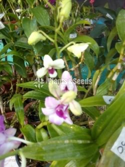 Orchids Collection with Flowers