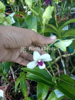 Orchids Collection with Flowers