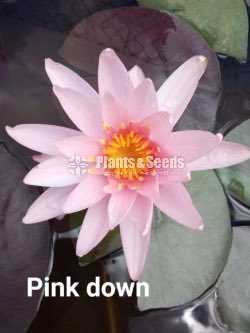 Pink Down