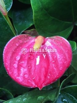 Anthurium Lady J with Flowers