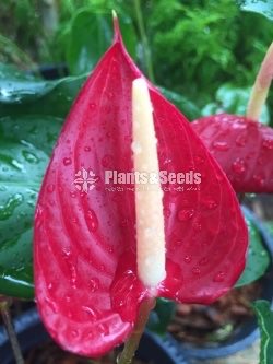 Anthurium Lady J with Flowers