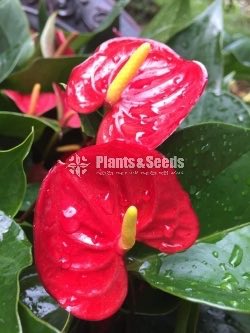 Anthurium Lady J with Flowers