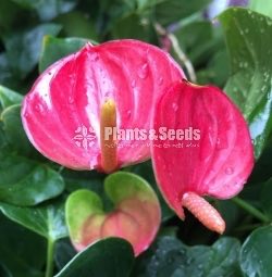 Anthurium Lady J with Flowers