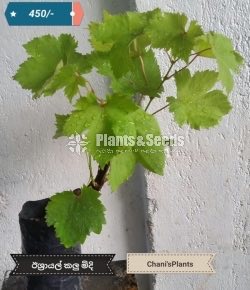 Grapes Plant
