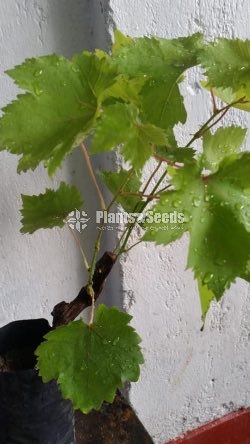 Grapes Plant