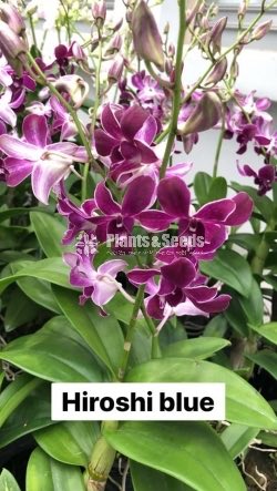 Orchids Collection