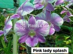 Orchids Collection