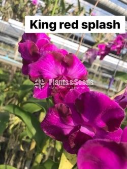Orchids Collection