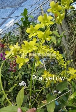 Orchids Collection