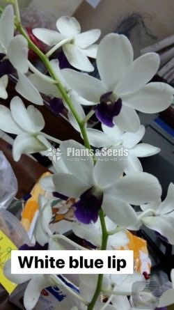 Orchids Collection