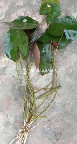 Orange hardy Water plant