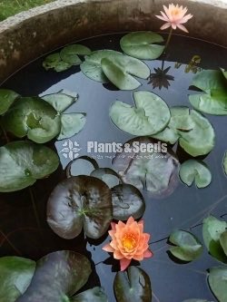 Wanaweesa Water Plant-Orange
