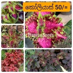 Coleus