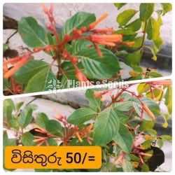 Outdoor Plants