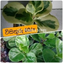Outdoor Plants