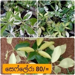 Schefflera(චෙෆ්ලෙරා )