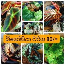 Bigoniyas