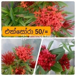 Ixora