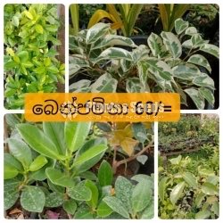 Benjamina (බෙන්ජමිනා)