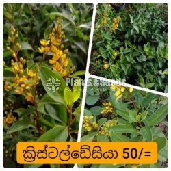 Kristelsia(ක්‍රිස්ටෙල්සියා )