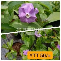 Veriagated YTT