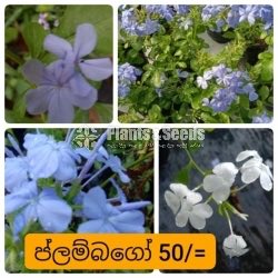 Plumbago