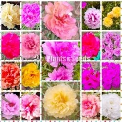 Japan Roses and Dubai Roses