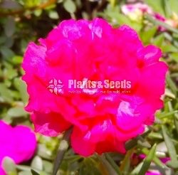 Japan Roses and Dubai Roses