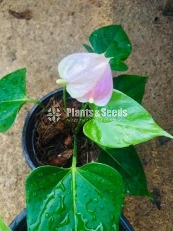 Anthurium Package