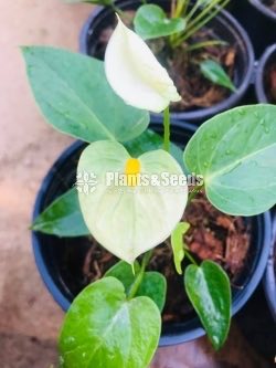 Anthurium Package