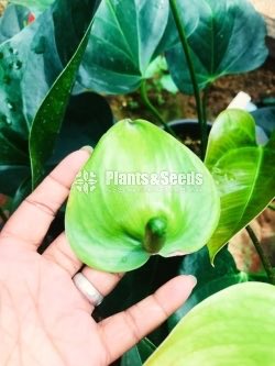 Anthurium Package