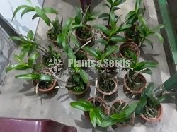 10 Orchids Plants Package