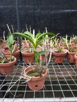 10 Orchids Plants Package