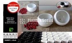 Ceremic Pots Collection