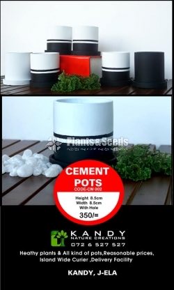 Cement Pots