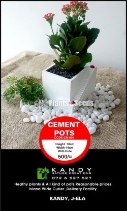 Cement Pots