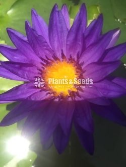 Bulls Eye Seeds Water Plant