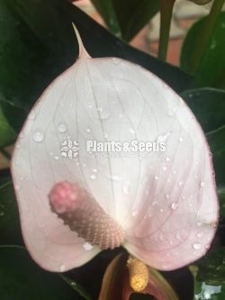 Lady Jane Anthurium (ලේඩි ජේන් )