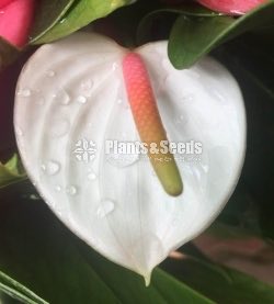 Lady Jane Anthurium (ලේඩි ජේන් )
