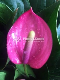 Lady Jane Anthurium (ලේඩි ජේන් )