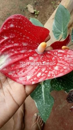 Red champion Anththrium
